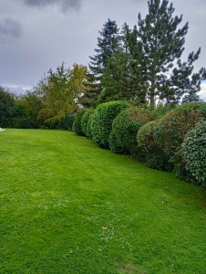 Photo de galerie - Taille de haie tente de pelouse