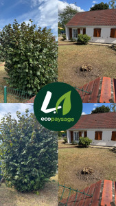 Photo de galerie - Elagage et coupe d'arbres