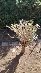 Photo de galerie - Coupe arbuste
