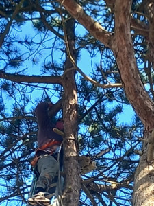 Photo de galerie - Sapin 