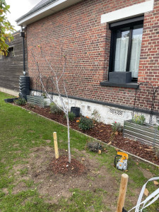 Photo de galerie - Plantation Figuier 