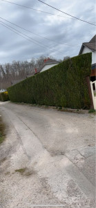 Photo de galerie - Haie de thuya 