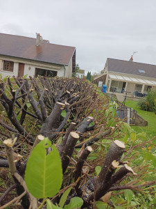 Photo de galerie - Taille de haies et d'arbustes