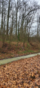 Photo de galerie - Forêt campagne