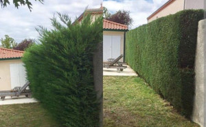 Photo de galerie - Taille de haie avant après 