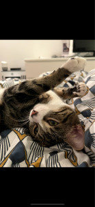 Photo de galerie - Leto les quatre fers en l’air