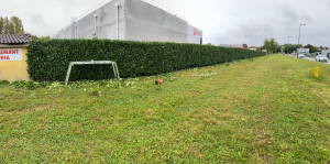 Photo de galerie - Taille de Lorier