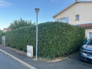 Photo de galerie - Taille de haie / Après 