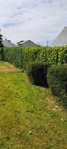 Photo de galerie - Taille haie 