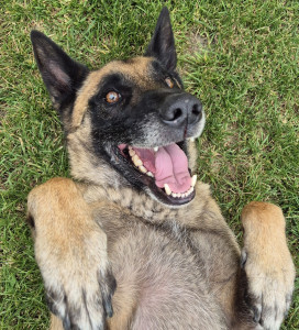 Photo de galerie - Garder chien domicile
