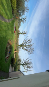 Photo de galerie - élagage 