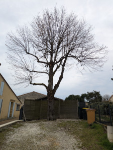 Photo de galerie - Elagage et coupe d'arbres