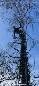 Photo de galerie - Elagage et coupe d'arbres