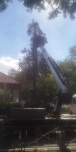 Photo de galerie - Elagage et coupe d'arbres