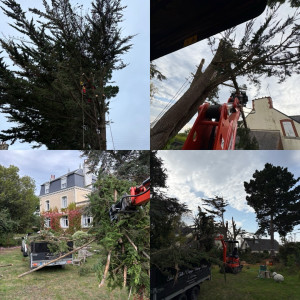 Photo de galerie - Abattage d’un PIN et évacuation des déchets. 