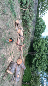 Photo de galerie - Elagage du pin + mise en tas des déchets verts pour évacuation. 