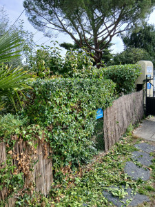 Photo de galerie - Taille de haies et d'arbustes