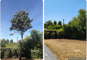 Photo de galerie - Abattage d’un arbre