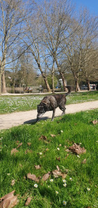 Photo de galerie - Garde chien
