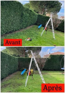 Photo de galerie - Avant apres taille de haie