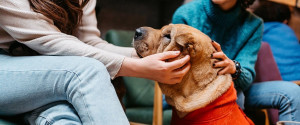 Photo de galerie - Garde d’animaux 