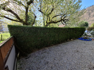 Photo de galerie - Taille de haie 