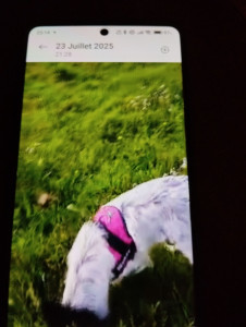 Photo de galerie - Sortie la chienne Raya d une amie 