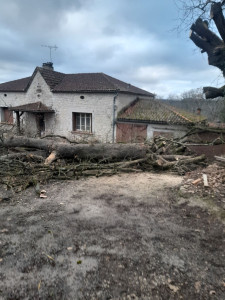Photo de galerie - Elagage et coupe d'arbres