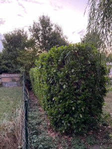 Photo de galerie - Taille d’une haie de laurier de 13m avec rabattage 