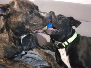 Photo de galerie - Nous prenons soins de vos animaux petit et gros , nous prenons en compte les habitudes ,l'alimentation 