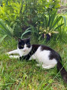 Photo de galerie - Visite de Berlioz pendant une semaine pour le nourrir et jouer avec lui.