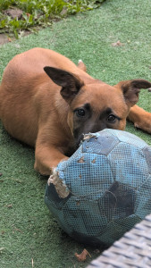 Photo de galerie - Chiot de deux mois et demi en pet sitting 