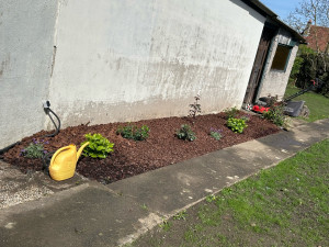 Photo de galerie - Aménagement avec bâche anti-mauvaises herbes, écorces de pins de plusieurs tailles, plusieurs rosiers, lavande et hortensias 
