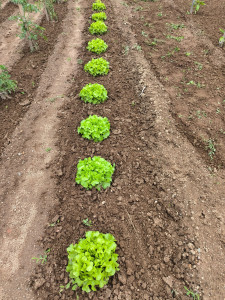 Photo de galerie - Culture plant de salade avec entretien de potagers 