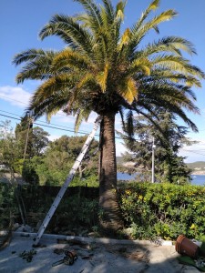 Photo de galerie - Bonjour nettoyage du palmier j'ai enlevé les palme toute morte 
