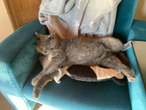 Photo de galerie - Garde d'animaux 