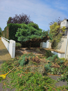 Photo de galerie - Elagage et coupe d'arbres