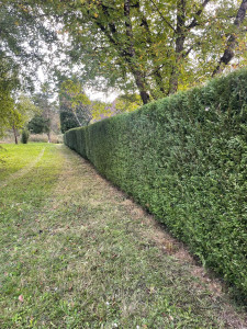 Photo de galerie - Taille de haies et d'arbustes