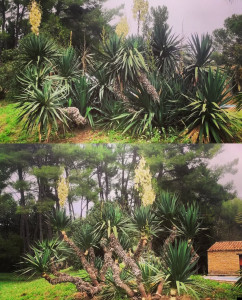 Photo de galerie - Entretien Yucca