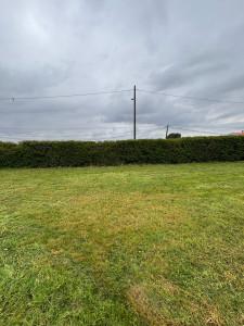 Photo de galerie - Une magnifique haies 