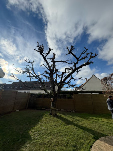 Photo de galerie - élagage route de Rouen 