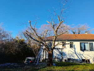 Photo de galerie - élagage cerisier après 