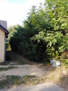 Photo de galerie - Taille de haies et d'arbustes