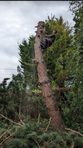 Photo de galerie - Elagage et coupe d'arbres