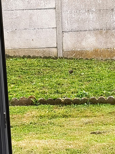 Photo de galerie - Jardinier