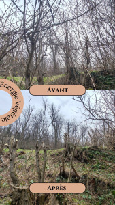 Photo de galerie - Elagage et coupe d'arbres