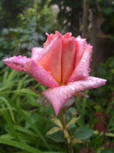 Photo de galerie - A votre disposition pour vous aider à choisir vos plantes, repenser vos massifs pour un jardin plus agréable à contempler. 