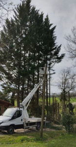 Photo de galerie - Elagage et coupe d'arbres