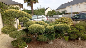 Photo de galerie - Taille d'entretien nywaky