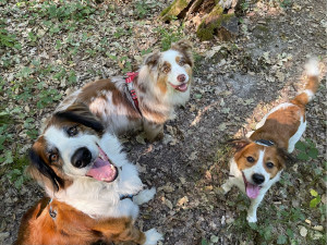 Photo de galerie - Garde animaux